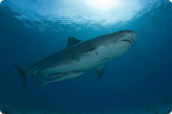 Тигровая акула (лат. Galeocerdo cuvier)