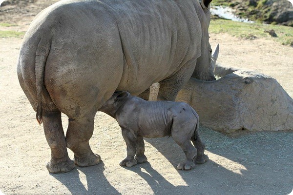 Детеныш белого носорога из Сан-Диего