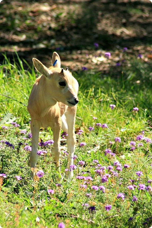 Детеныш редкой антилопы из Taronga Zoo