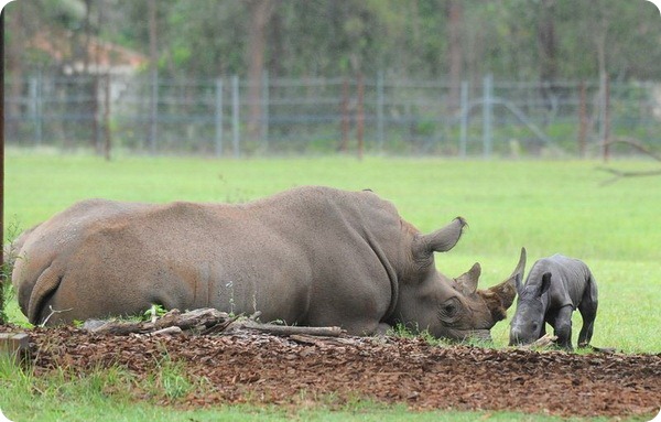 Детеныш белого носорога из Australia Zoo