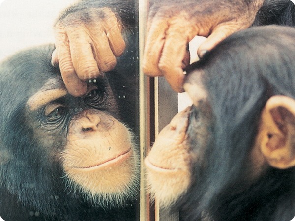 Зеркальный тест у животных