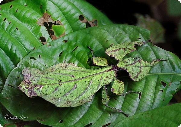 Листотел или листовидка (лат. Phylliidae)