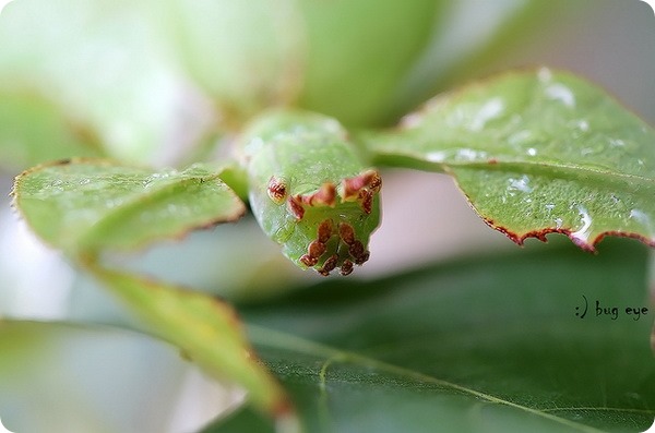 Листотел или листовидка (лат. Phylliidae)