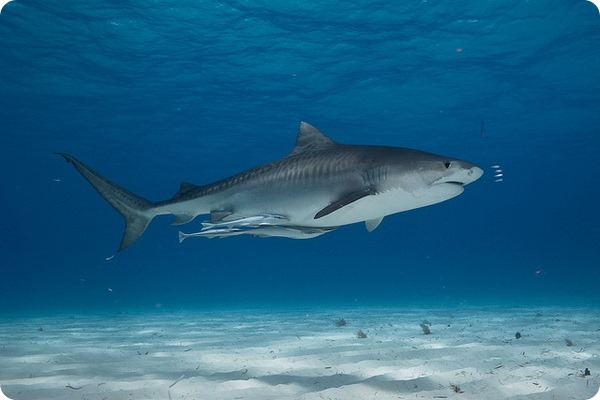 Тигровая акула (лат. Galeocerdo cuvier)