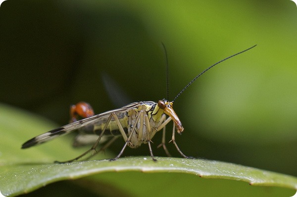 Скорпионовая муха (лат. Panorpa communis)