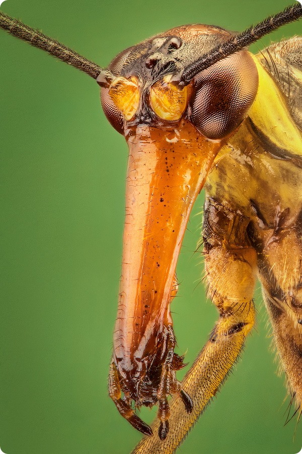 Скорпионовая муха (лат. Panorpa communis)