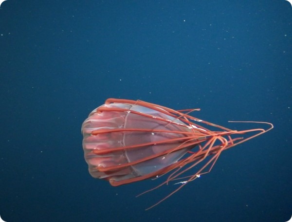 Удивительная встреча с необычной медузой