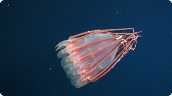 Удивительная встреча с необычной медузой