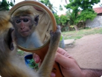 Зеркальный тест у животных