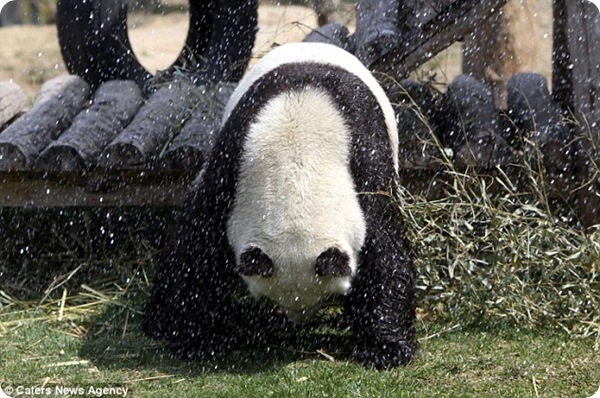 Холодный душ для панды