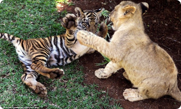 Необычная дружба между львятами, тигрёнком и гиеной