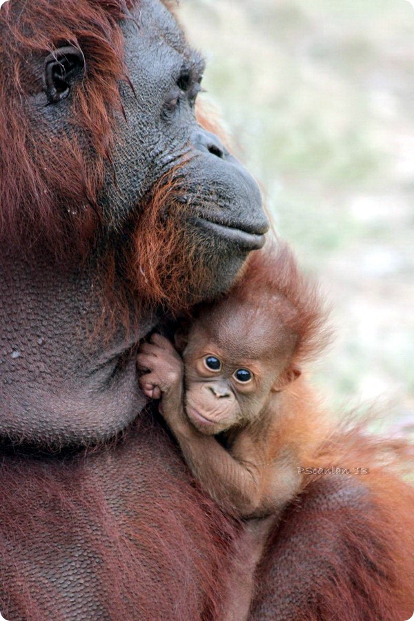 Детеныш орангутанга из Gladys Porter Zoo