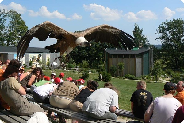 Парк хищных птиц Greifvogelpark
