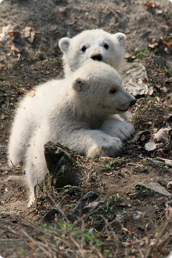 Белые медвежата из зоопарка Брно 