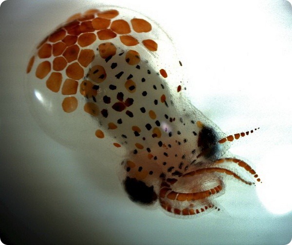 Потомство осьминога из Alaska SeaLife Center 