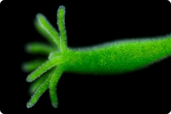Зеленая гидра (лат. Hydra viridissima)