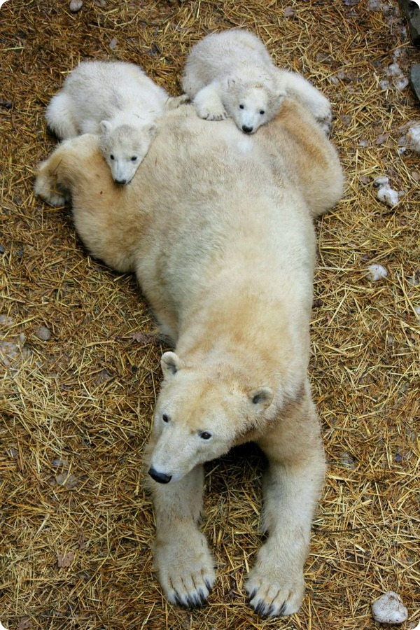 Белые медвежата из зоопарка Брно 