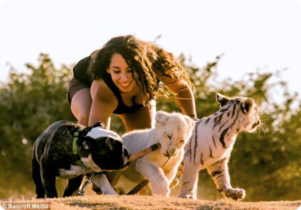 Удивительная дружба собаки, тигрёнка и львёнка