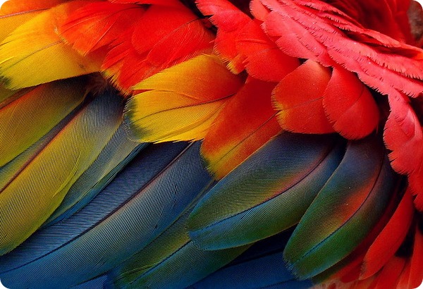 Красный ара (лат. Ara macao)
