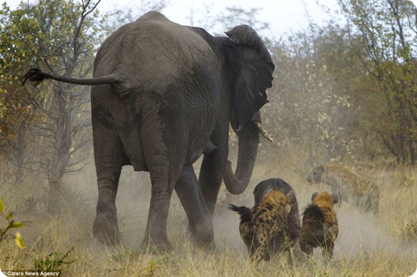 Противостояние слонов и гиен