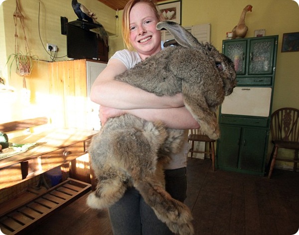 Самый большой в мире кролик!