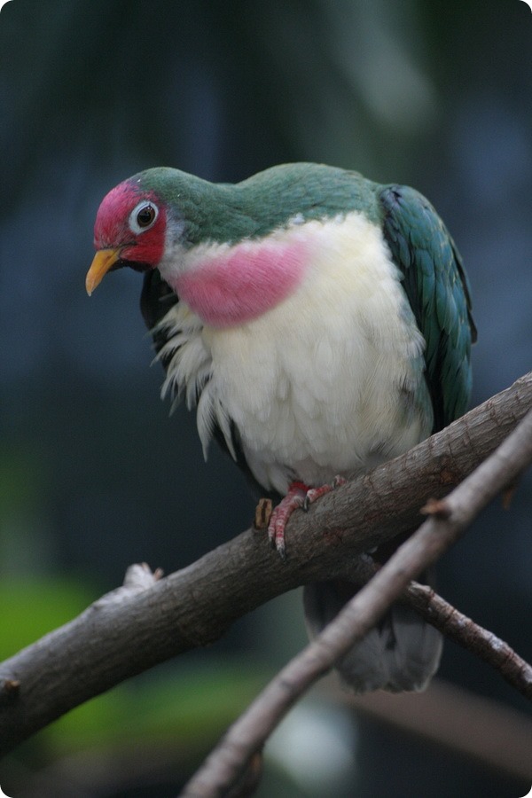 Розовоголовый пестрый голубь (лат. Ptilinopus jambu)