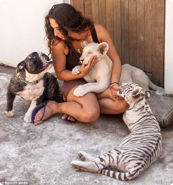 Удивительная дружба собаки, тигрёнка и львёнка