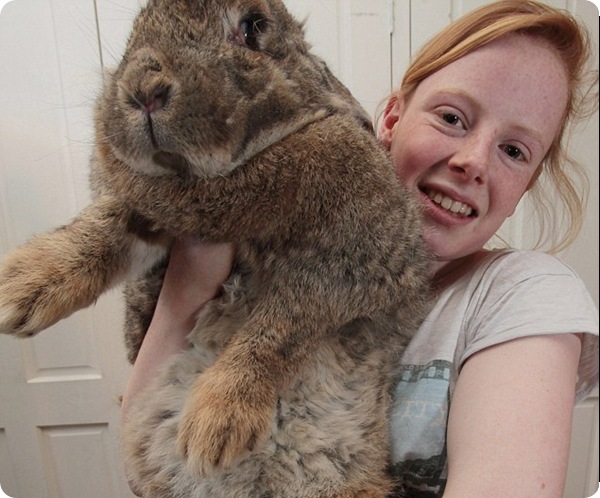 Самый большой в мире кролик!