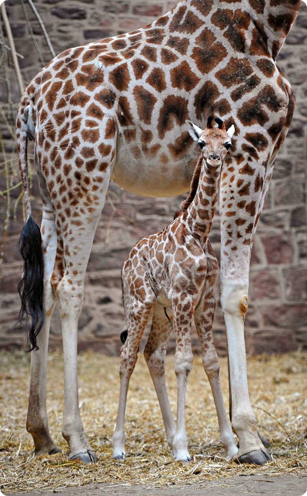 Жираф Ротшильда из зоопарка Честера