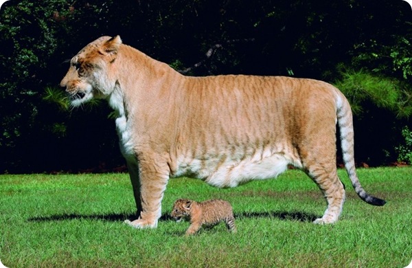 Лигр Геркулес - самая большая кошка в мире!