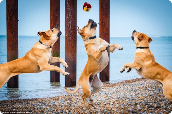 Собаки в прыжке