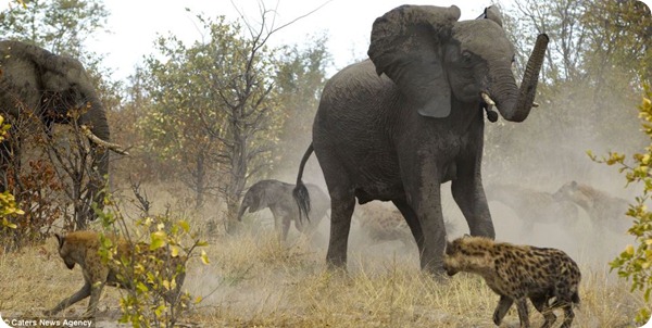 Противостояние слонов и гиен