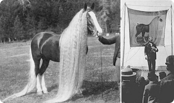 Линус - длинногривый чудо-конь