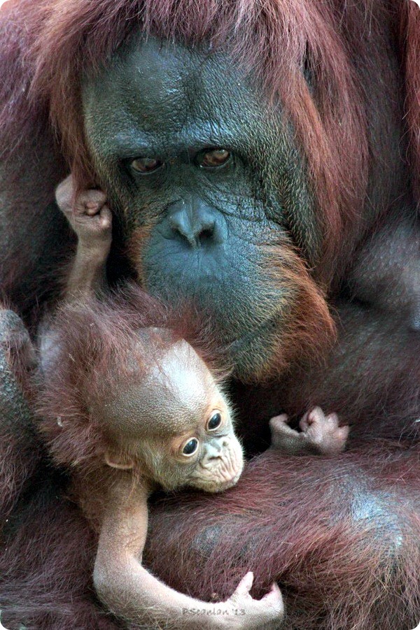 Детеныш орангутанга из Gladys Porter Zoo
