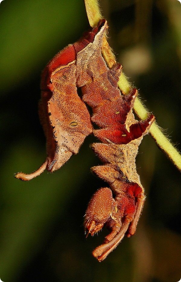 Гусеница букового вилохвоста (лат. Stauropus fagi)