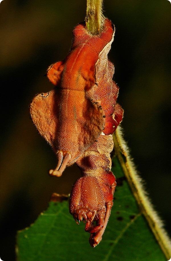 Гусеница букового вилохвоста (лат. Stauropus fagi)