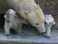 Белые медвежата из зоопарка Брно