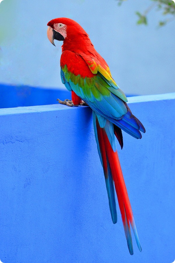 Красный ара (лат. Ara macao)