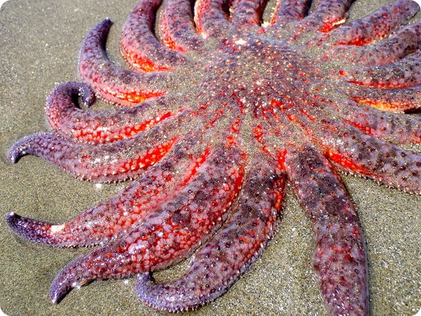 Морская звезда-подсолнух, или пикноподия (лат. Pycnopodia helianthoides)