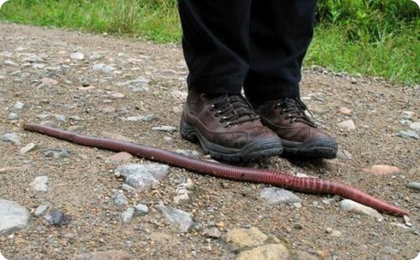 Австралийский гигантский дождевой червь (лат. Megascolides australis)