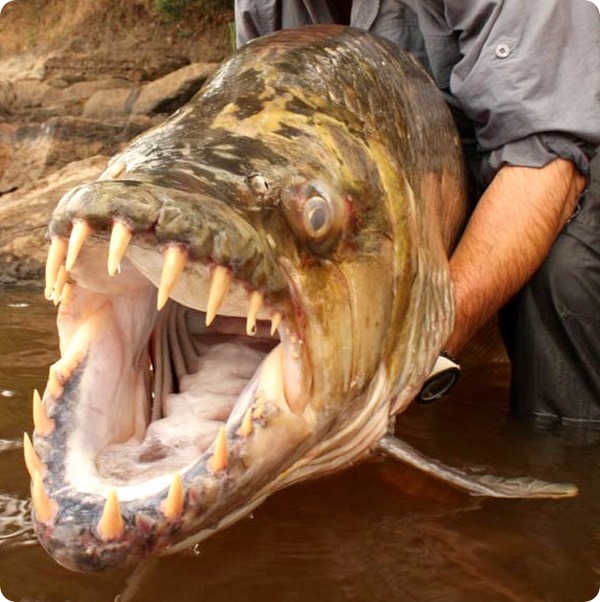 Большая тигровая рыба или гигантский гидроцин (лат. Hydrocynus goliath)
