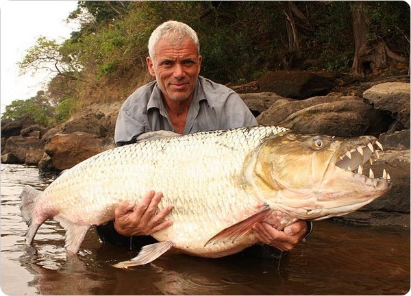 Большая тигровая рыба или гигантский гидроцин (лат. Hydrocynus goliath)