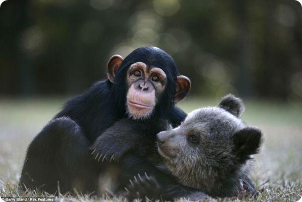 Невероятная дружба шимпанзе и медвежонка