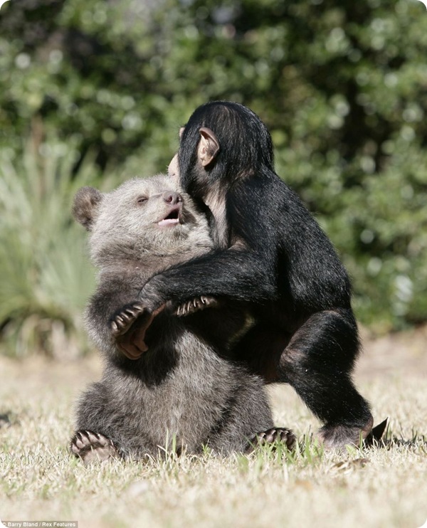Невероятная дружба шимпанзе и медвежонка