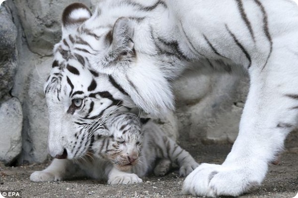 В Японии публике представили белых тигрят