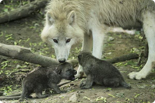 Полярные волчата из зоопарка Вены