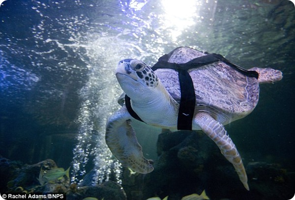 Черепаха Али впервые поплыла за 11 лет!