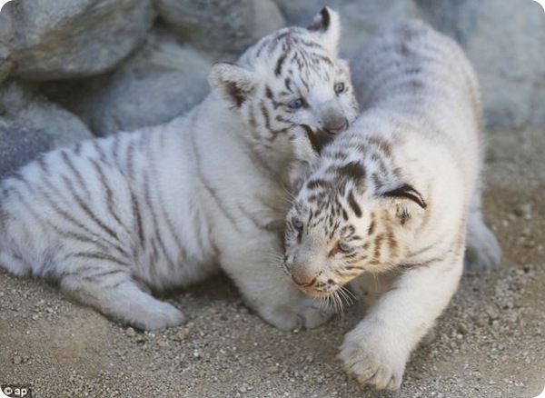 В Японии публике представили белых тигрят