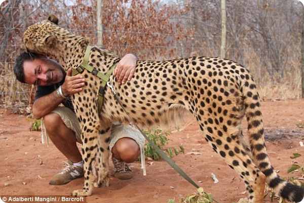В замбийском заповеднике гепардов учат охотиться