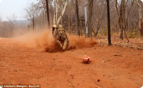 В замбийском заповеднике гепардов учат охотиться